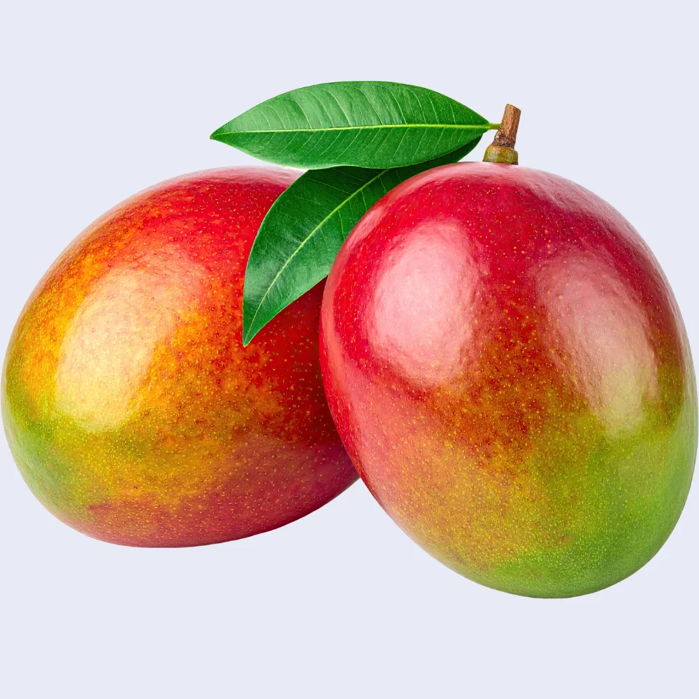 DIT corner logo.pdf (500 x 500 px) (5)