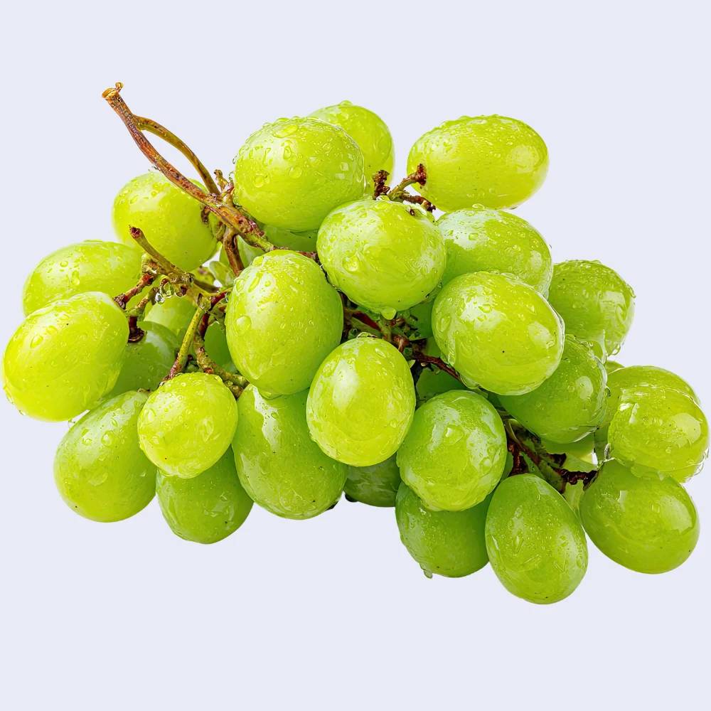 DIT corner logo.pdf (500 x 500 px) (6)